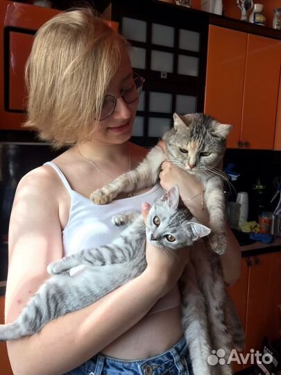 Сиделка для кота/кошки, уход за животным