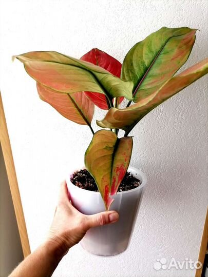 Аглаонема Маха Хенг Тайланд