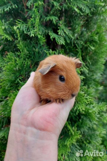 Морские свинки калифорния