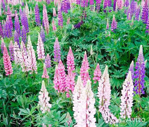 Многолетние цветы садовые