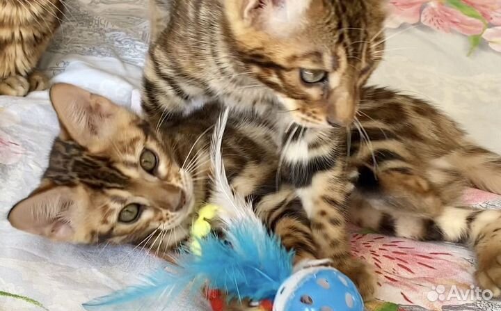 Бенгальское ласковое счастье