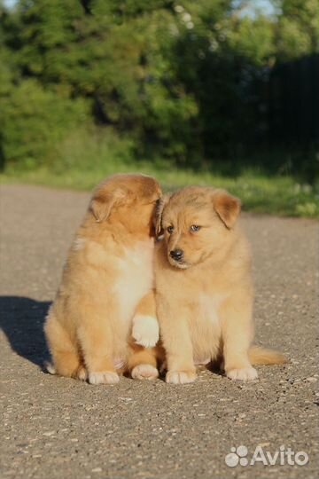 Девочки овчарки