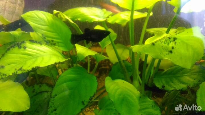 Моллинезия Черная