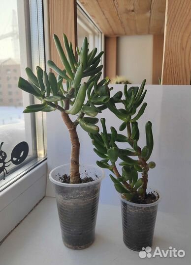 Много комнатных растений