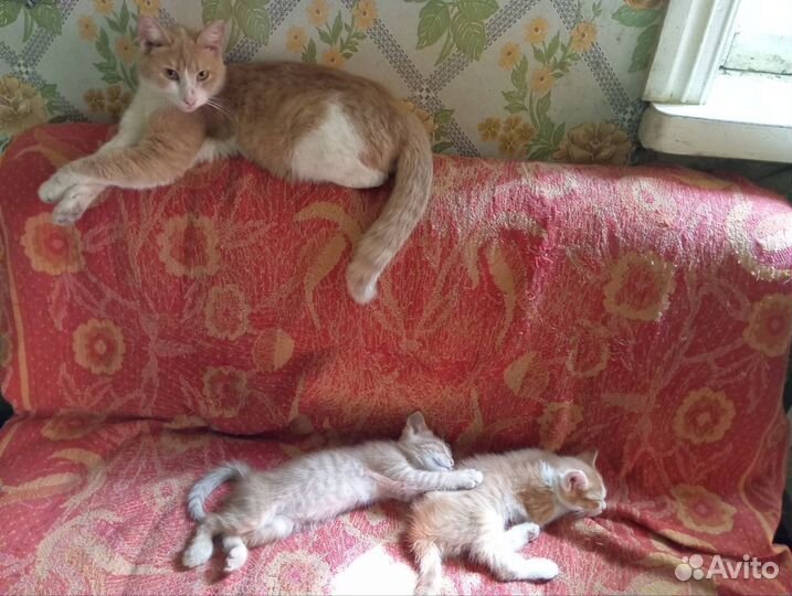 Котята в добрые руки