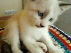 Котята Тайские, сиамские котик объявление продам