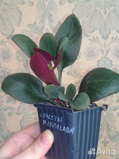 Суккуленты