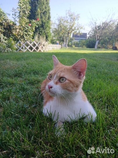 Кот рыжий