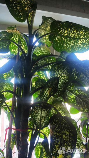 Диффенбахия