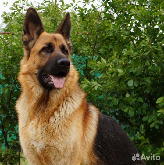 Кобель немецкой овчарки на вязку