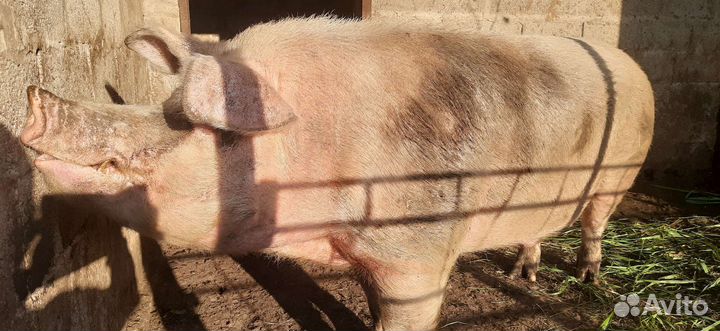 Хряк на племя