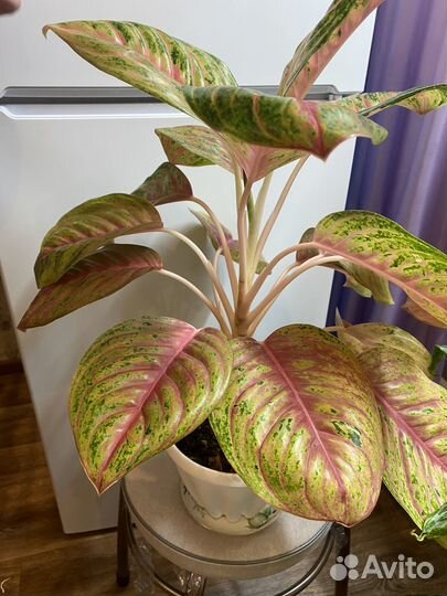 Аглаонема андини