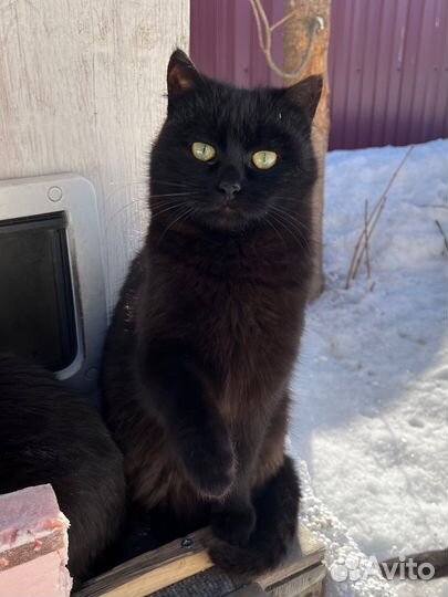 Ласковый котёнок ищет любящую семью