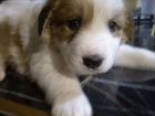 Щенки Пиренейской горной собаки объявление продам
