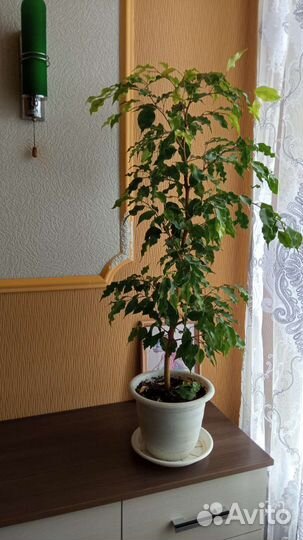 Фикус бенджамина