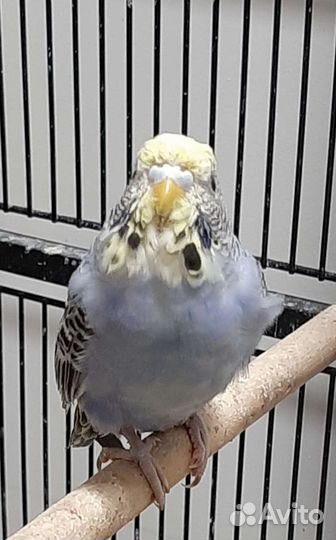 Выставочный Волнистый попугай Чех