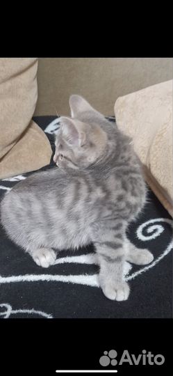 Отдам котёнка в добрые руки
