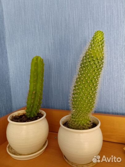 Кактус 2 шт набор