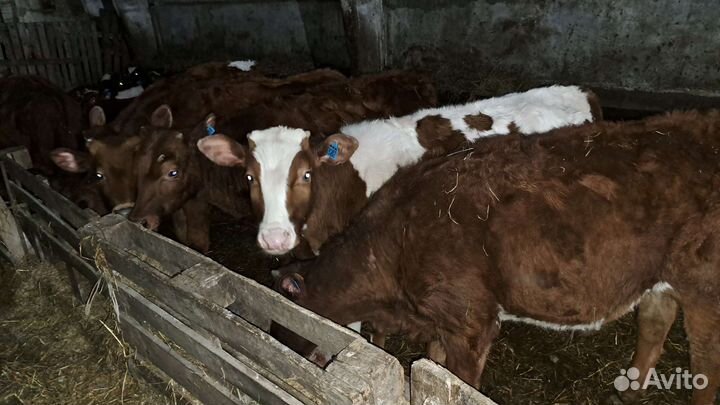 Телята бычки