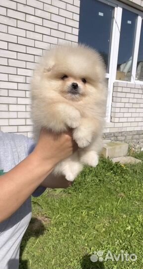 Шпиц померанский