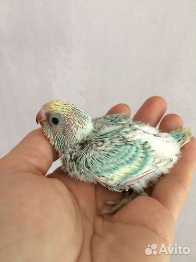 Ручные птенцы волнистых попугаев