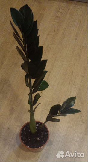 Замиокулькас супер нова черный