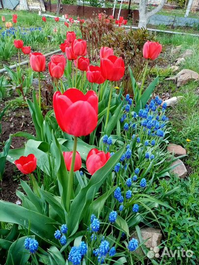 Тюльпаны луковицы