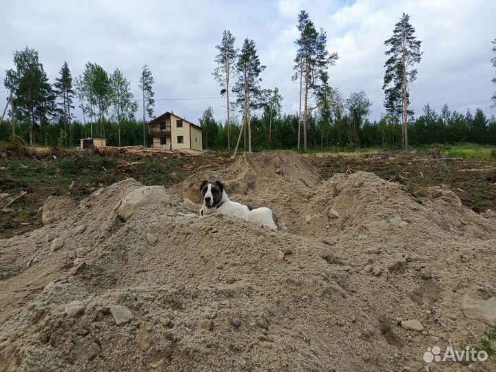 Алабай бесплатно