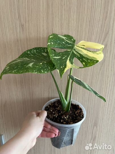 Монстера тайское созвездие