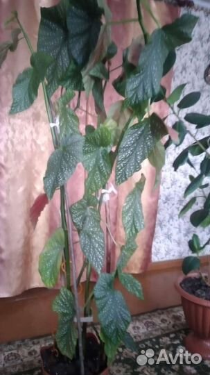 Домашние растения