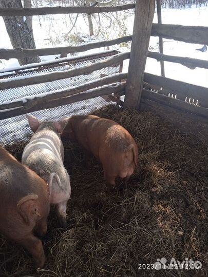 Хряк на племя дюрок 3,5 месяца