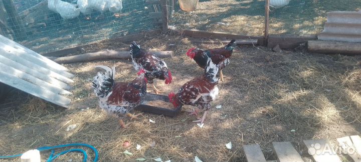 Молодые петухи