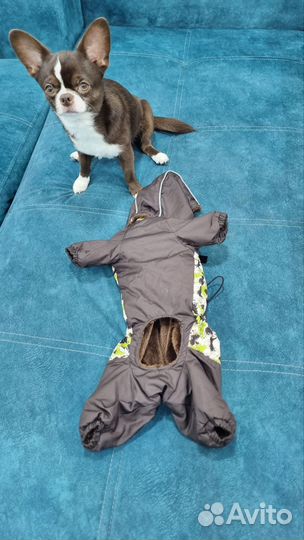 Комбинезон для собаки Dogmoda