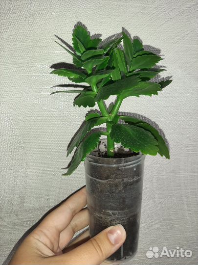 Каланхоэ жёлтый