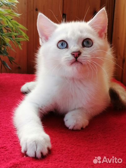 Британский котик серебристая шиншилла