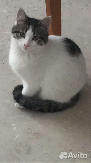 Кошка стерилизованная