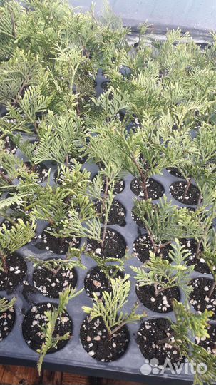 Туя западная смарагд