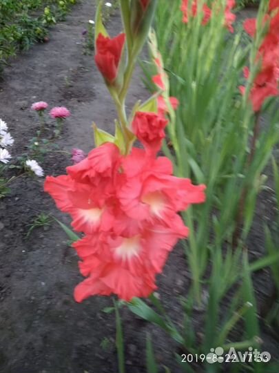 Луковицы Гладиолусов