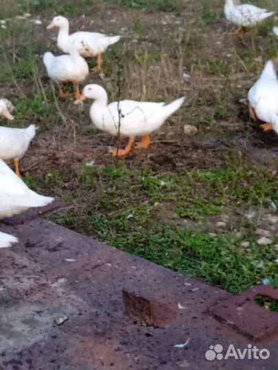 Утка мулард