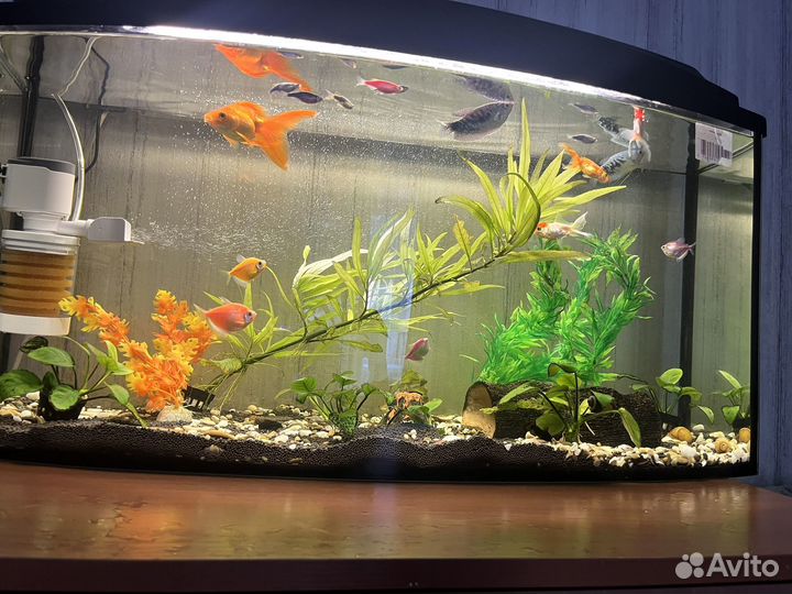 Обменяю рыбок