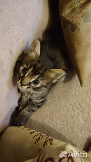 Кошечка помесь мейн-куна