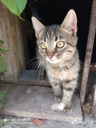 Девочке очень нужен дом