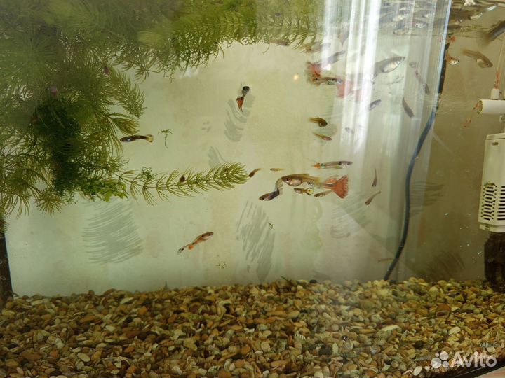 Аквариумные рыбки гуппи