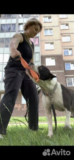 Выгул собак, догситтер, передержка