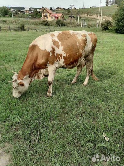 Продаю корову