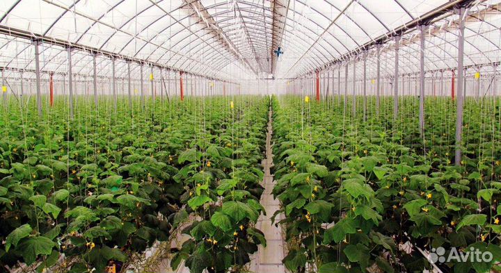 Работа в теплице