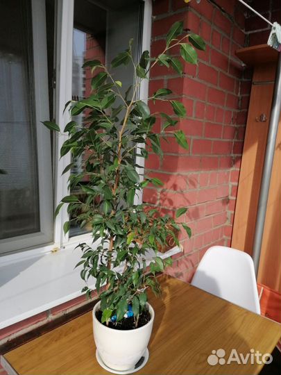 Фикус Беджамина