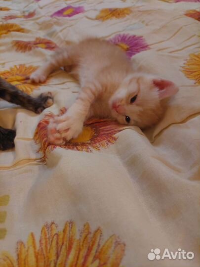 Котята Шотландской веслоухой