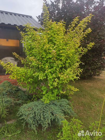 Саженцы смородины черной и красной