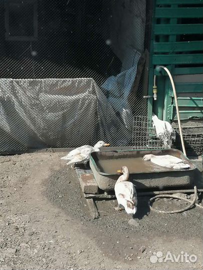 Подсадные кряковые утки для охоты